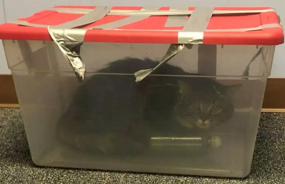 Police Find Cat Trapped In Plastic Bin Duct-Taped Shut
