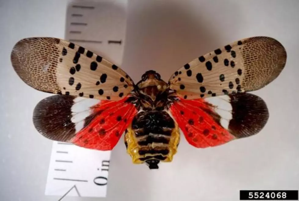 Invasive Lanternfly Bug That Feasts On Hops and Apples Found In Finger Lakes