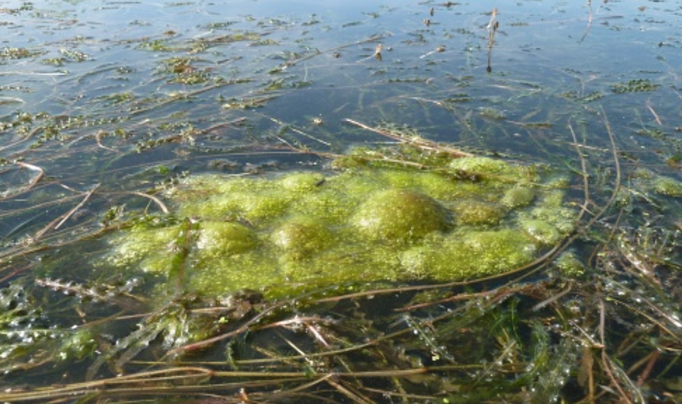 Toxic Algae Blooms Likely At Delta Lake