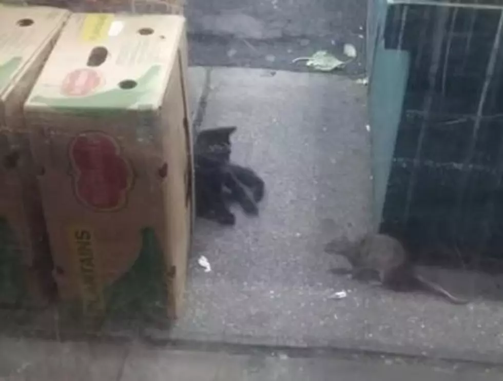 New York Rat Bullies Cat