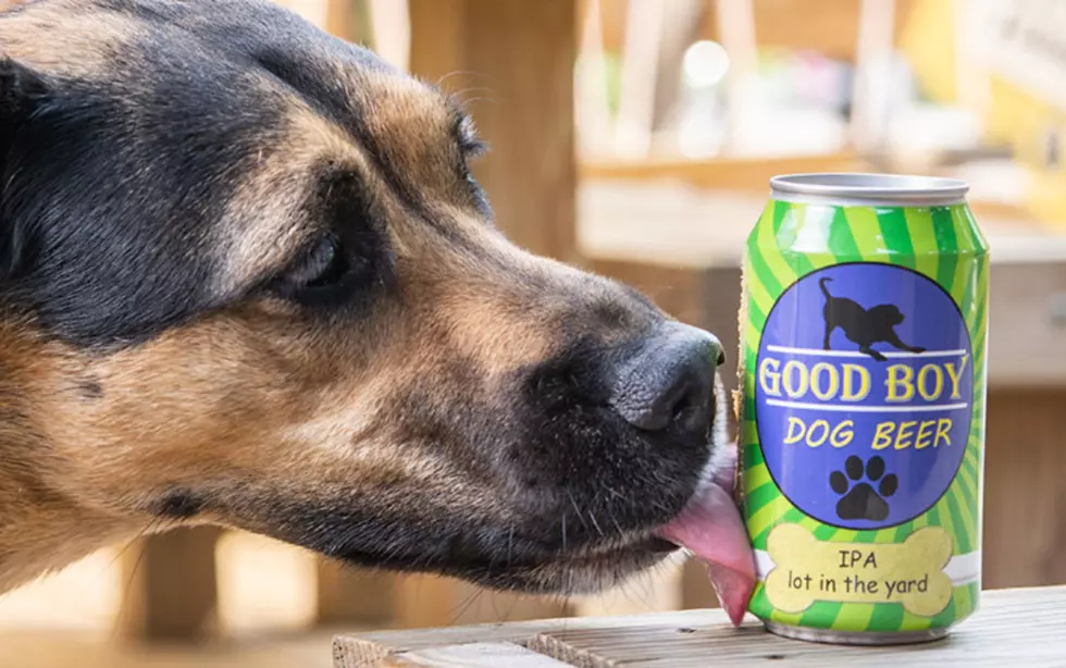 Buy Beer For Your Dog- Good Boy Dog Beer