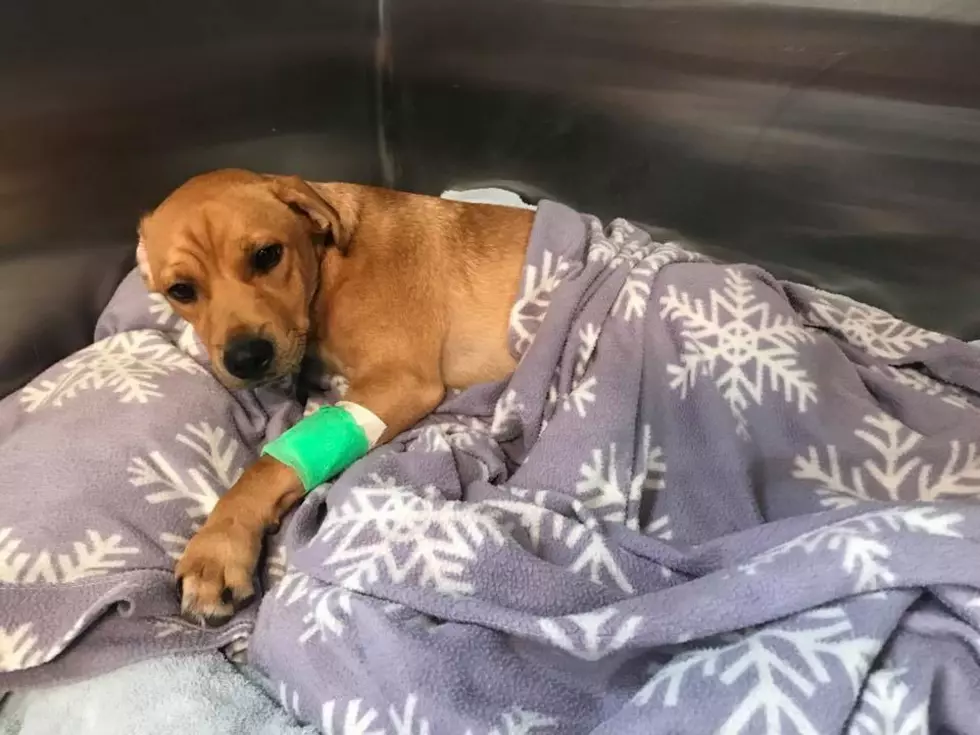 Puppy Thrown From Second Story Window in Montgomery County