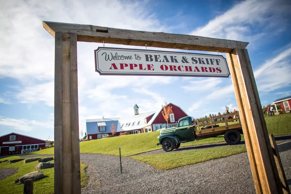 CNY Apple Orchard Adapts and Conquers in Tough Economic Times