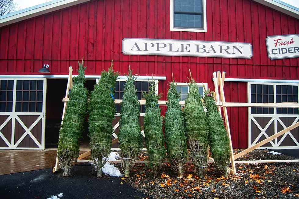 Beak & Skiff Apple Orchard Becomes Winter Wonderland for the First Time