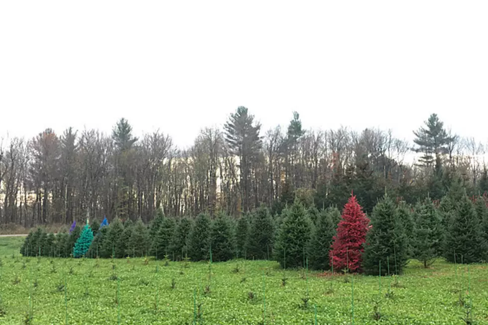 Christmas Tree Farms in Central New York with Cut Your Own, Pre-Cut and Colored Trees