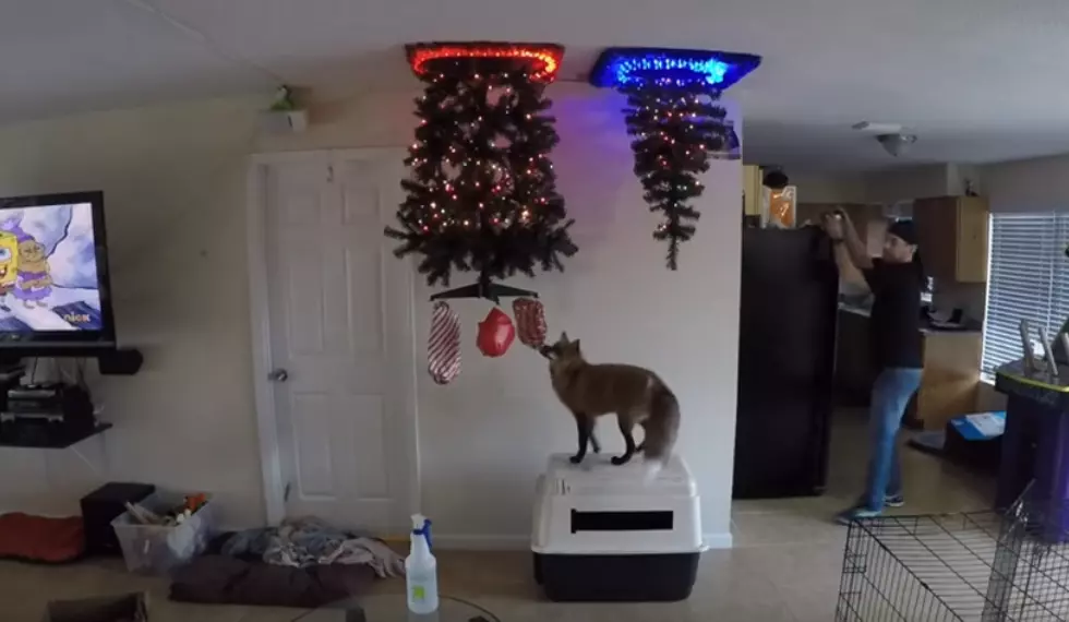 Portal Christmas Trees Trending with Pet Owners