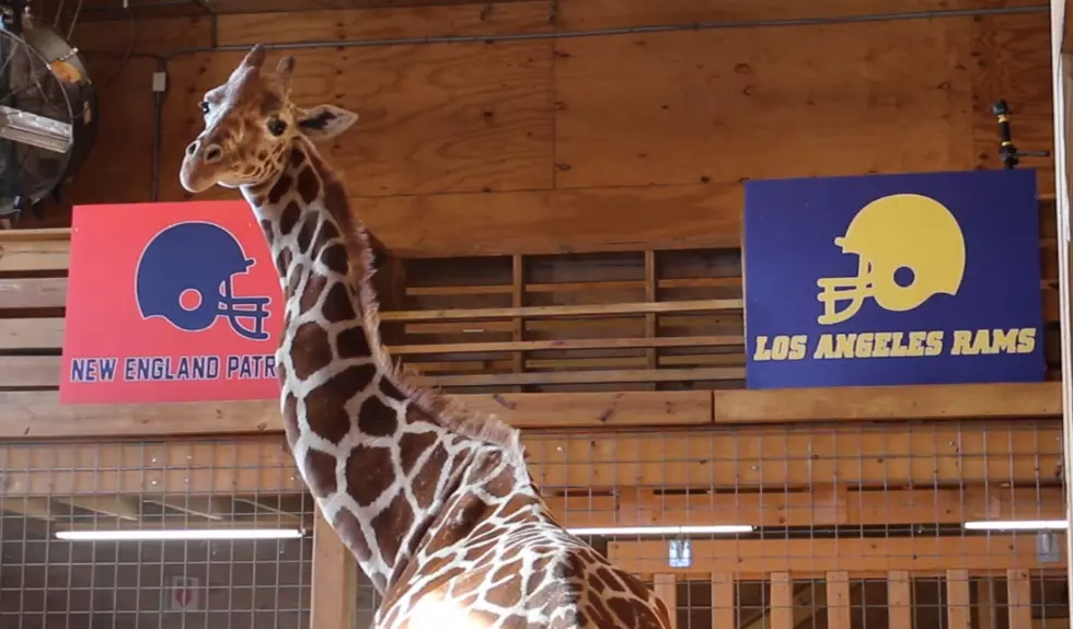 April The Giraffe Makes Her Annual Super Bowl Prediction