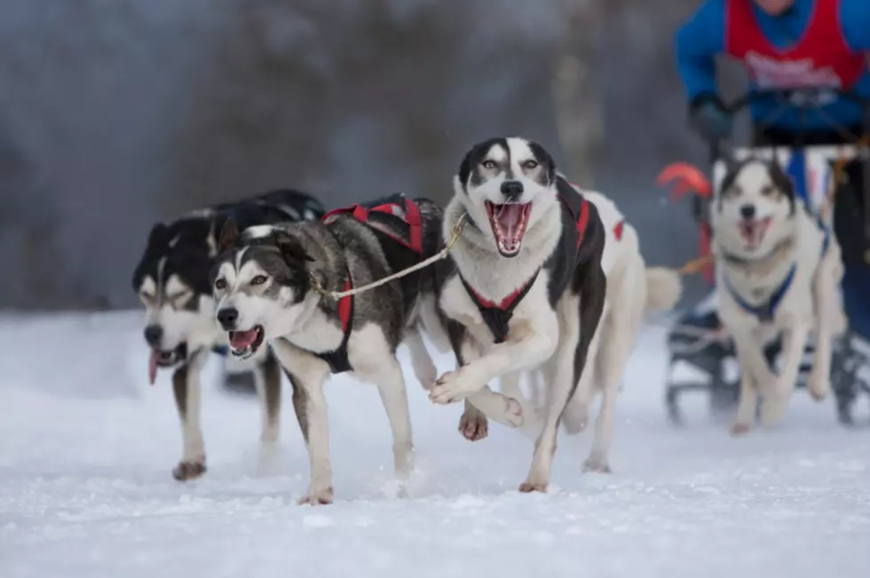 Mush Through the Adirondacks This Winter on a Dog Sled