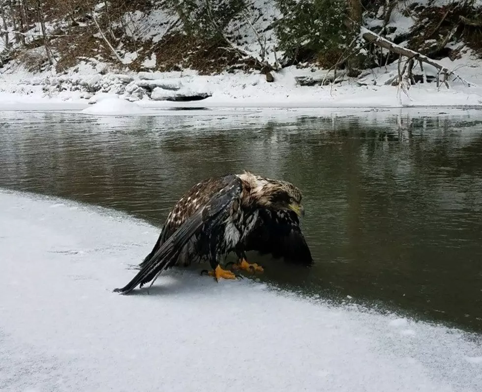 Snowmobilers Assist With Rescue of Bald Eagle in Deerfield