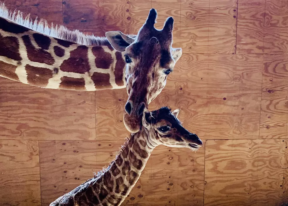 Visit April the Giraffe at the Animal Adventure Park Drive Thru Zoo