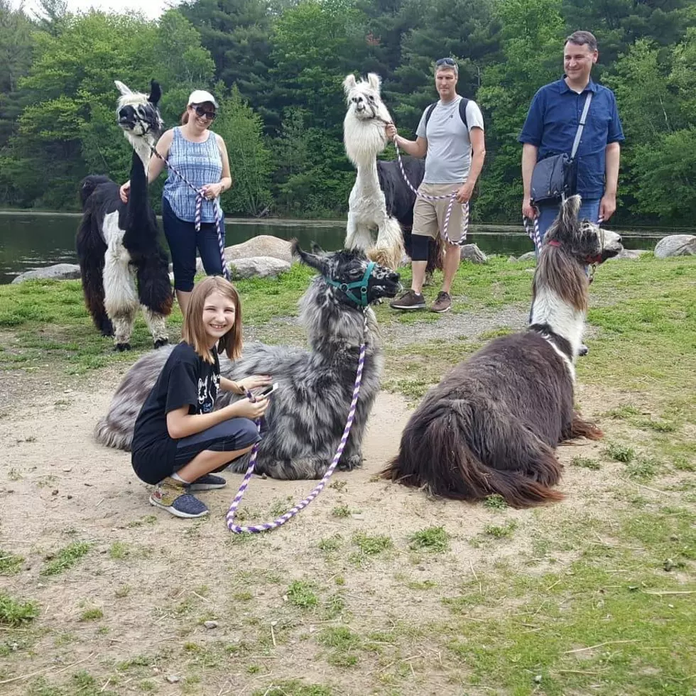 Treks With Llamas Most Unique Hike in New York