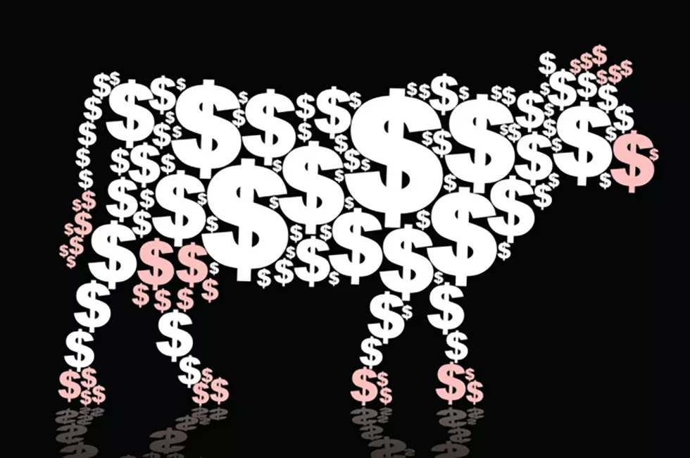 It&#8217;s Time To Milk the Cash Cow for $5,000 in Moo-Lah