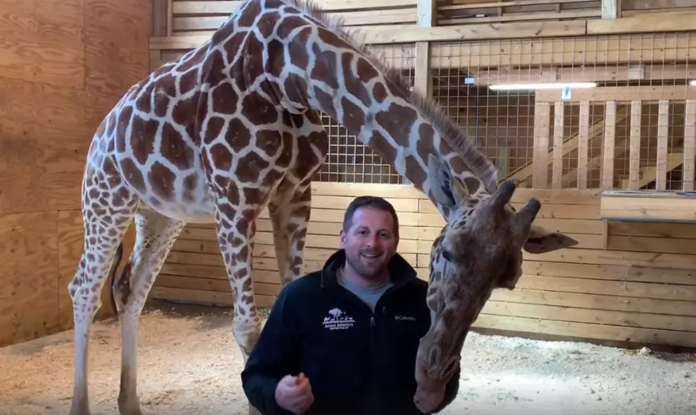 Animal Adventure Park Owner Gives Exclusive April the Giraffe Baby Update