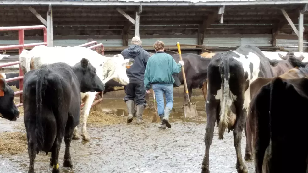 On Average Dairy Farms Getting 59 Grand in Coronavirus Funds