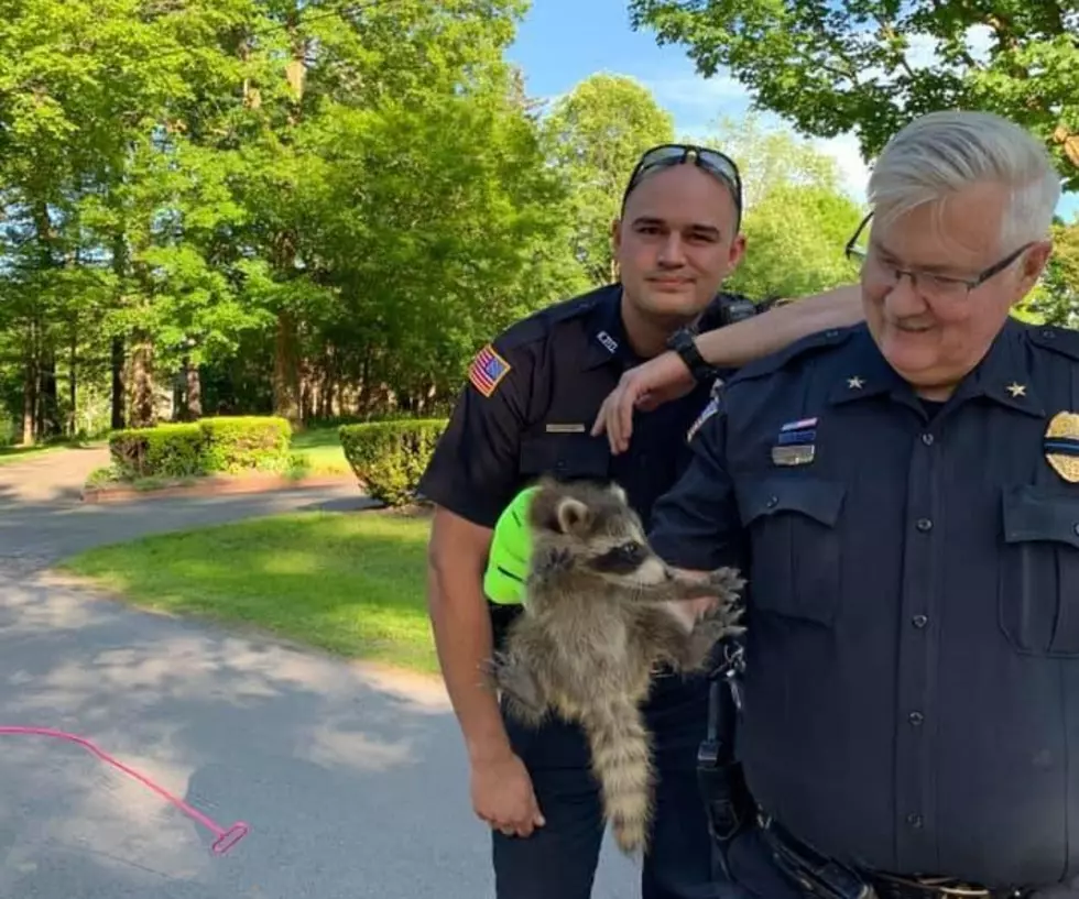 Kirkland Police Rescue Three Baby Raccoons