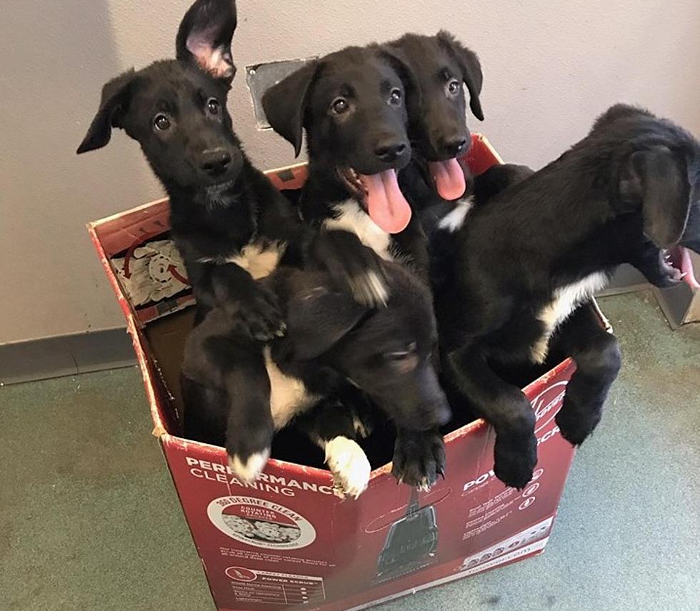 Meet the Vacuum Puppies up for Adoption