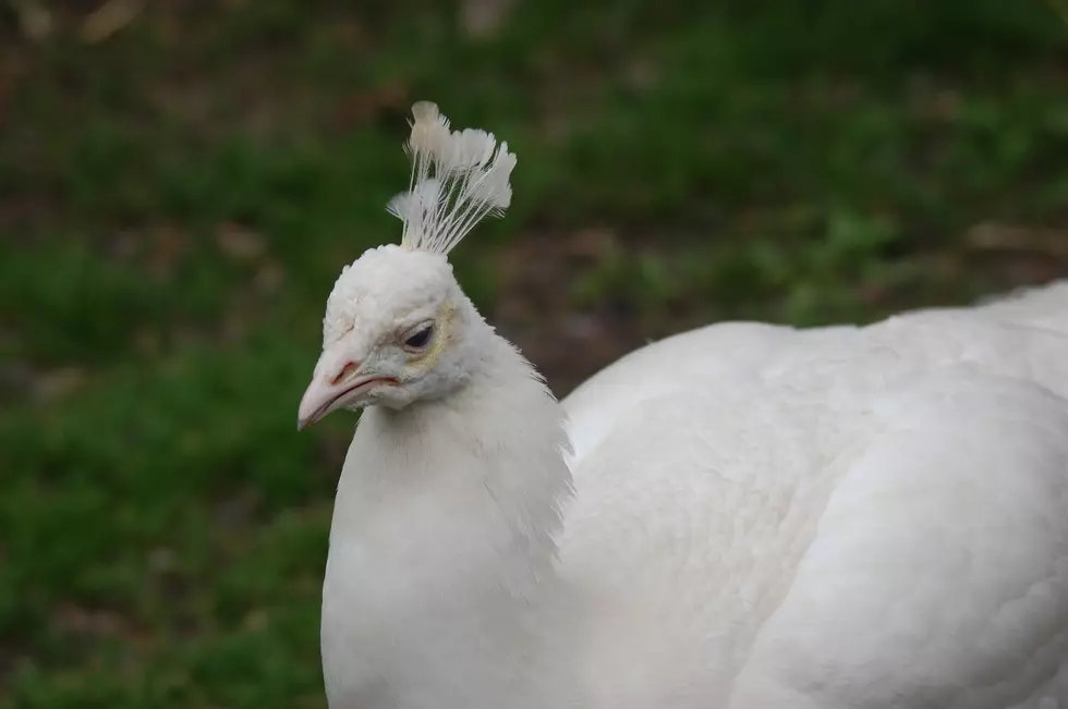 Merlin, the Famous White Peacock at the Utica Zoo Killed By Lion