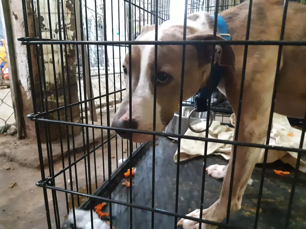 CNY SPCA Needs Help Caring for 60 Dogs Rescued From Waterville Shelter