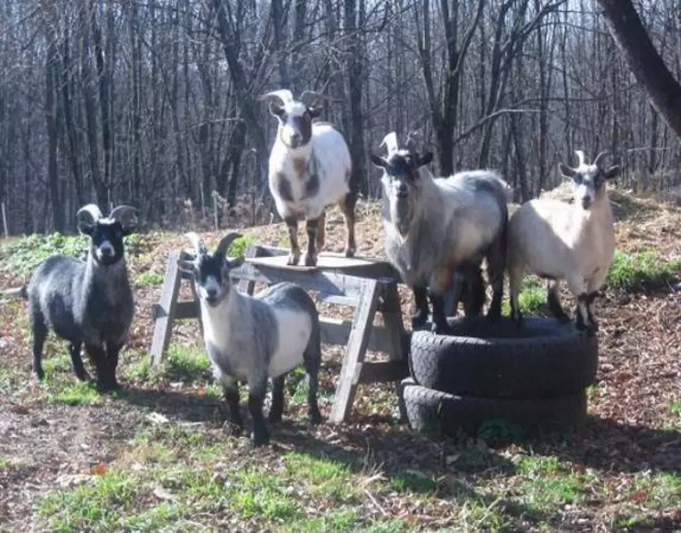 CraigsList User Giving Away Goats And Chickens