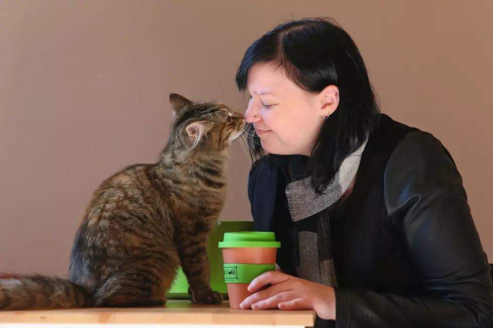 Central New York&#8217;s First Cat Cafe Coming to Syracuse