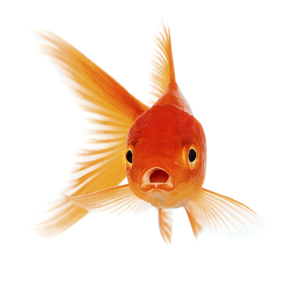 Forget Gators in the Sewer Check Out This Goldfish in the River