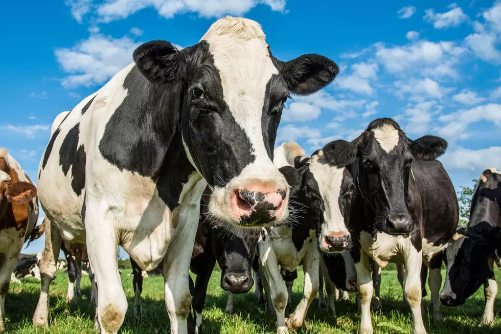 Celebrate Fall at This Little Falls Dairy Farm