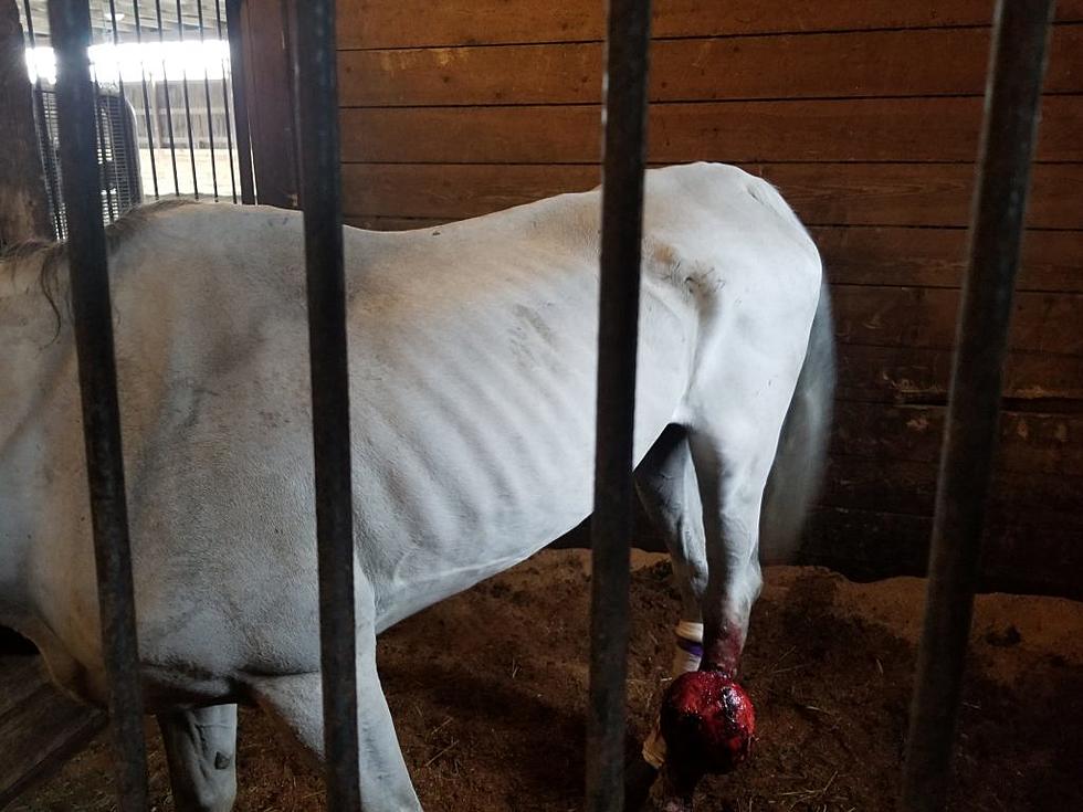 Emaciated Horse Left With No Food or Water