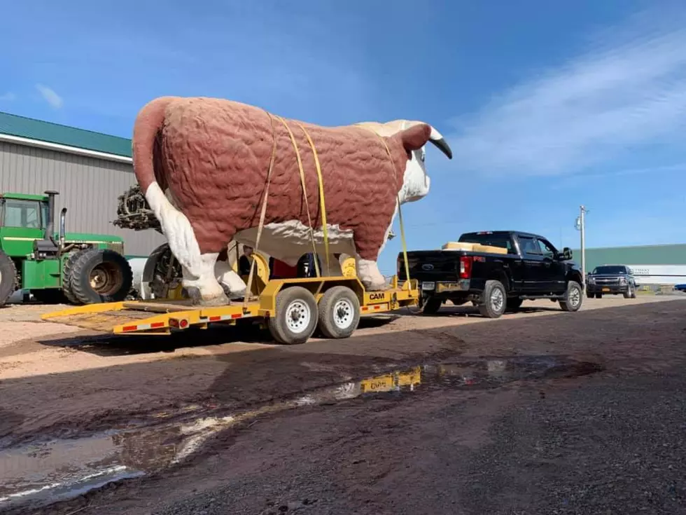 Lucky the Bull is Back in Central New York