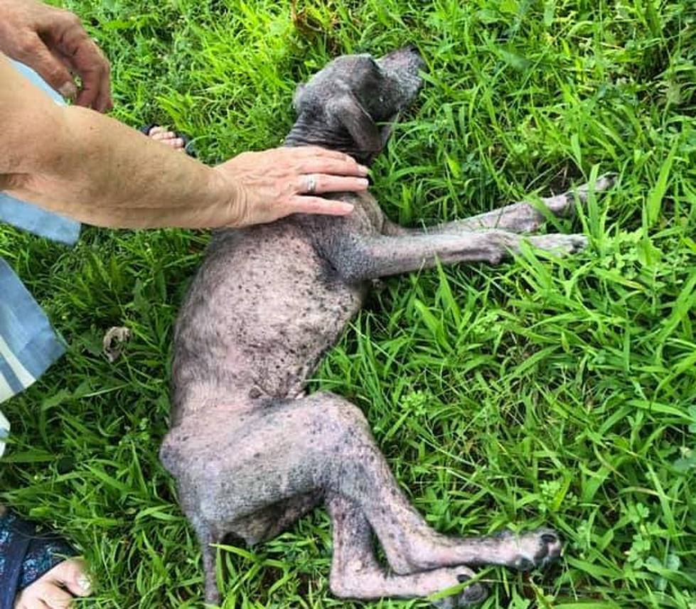 Severely Malnourished Dog Left to Die on Side of the Road in Central New York