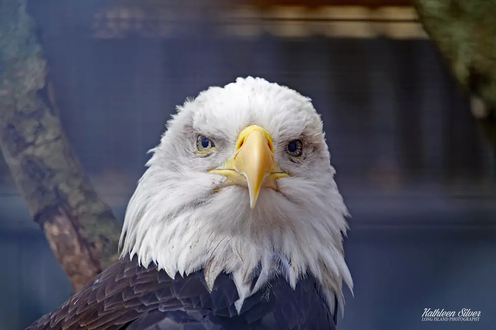 Bald Eagle Stolen From NY Refuge