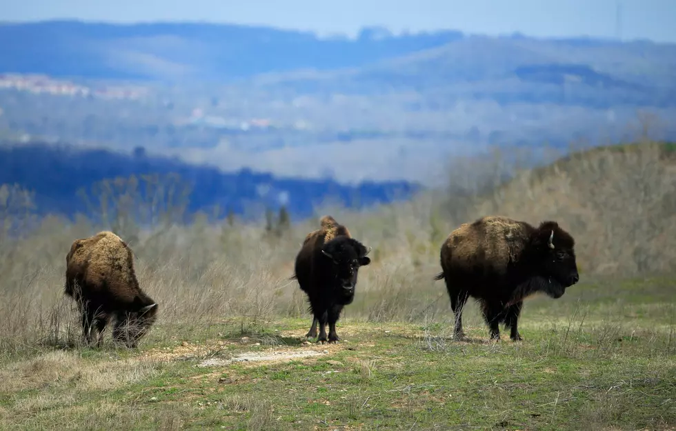 Herd of Buffalo On the Loose in New York