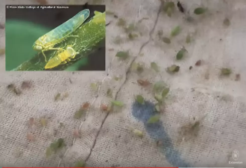 Potato Leafhopper Infestation Damaging Central New York Hay Fields