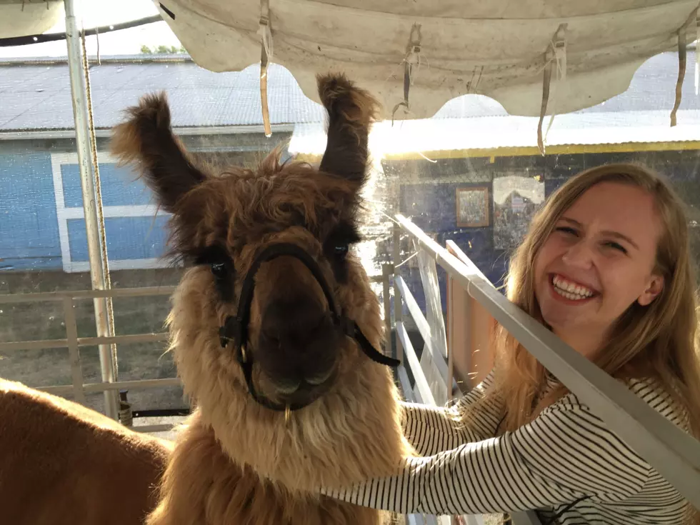 Paint with Llamas at a NY Farm