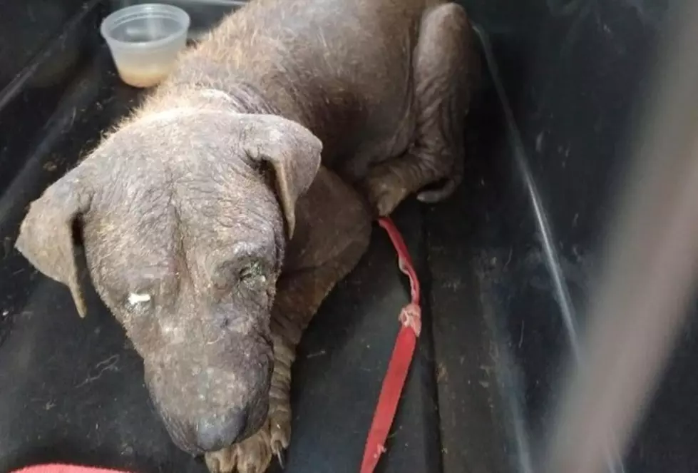 8 Severely Neglected Dogs Rescued From Herkimer County Home