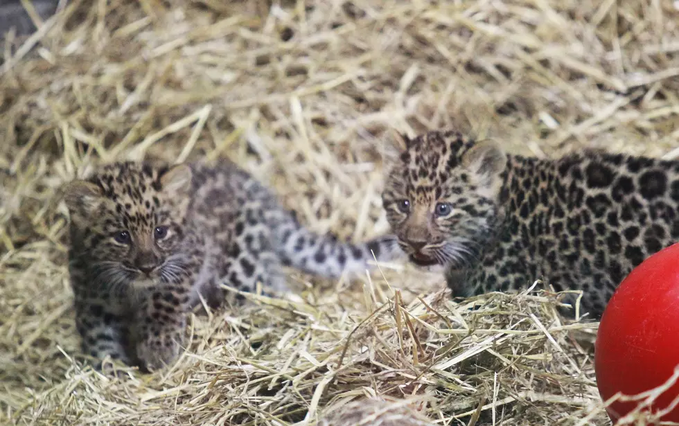 Adorable Syracuse Leopard Cubs Now Have Names