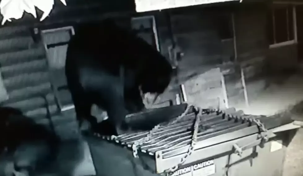 Hungry Bear Rips Dumpster Apart in the Adirondacks