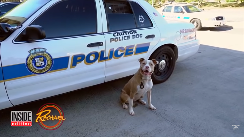 Meet New York’s First Pit Bull K9 Officer, Kiah