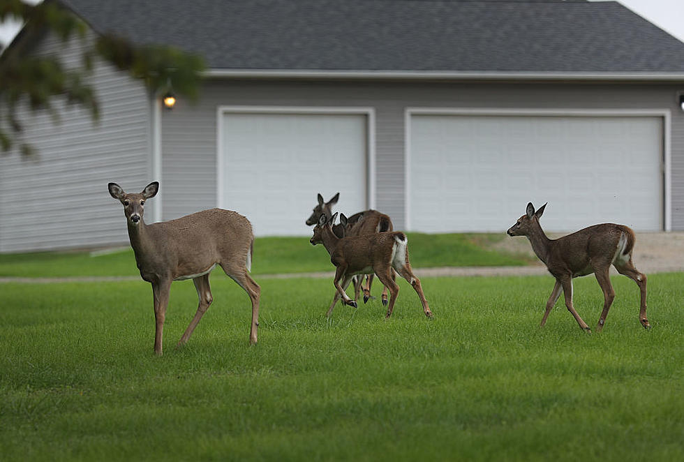 Ithaca Deer so Overpopulated Hunters Can Take Two a Day