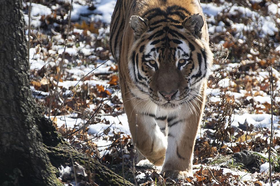 Rosamond Gifford Zoo Welcomes Amur Tiger, Thimbu
