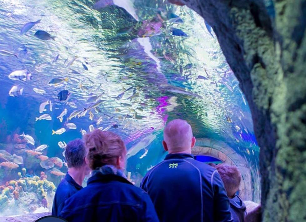 Syracuse Could Soon Be The Home Of An $85 Million Aquarium