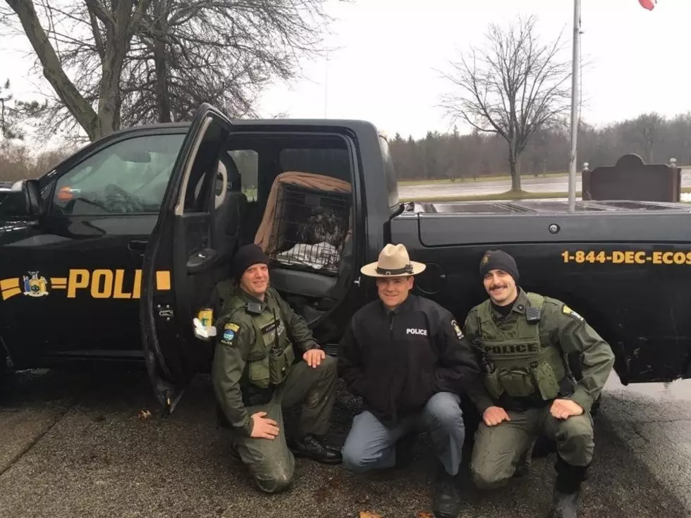 Heroes Save Bald Eagle with Broken Wing From Gorge