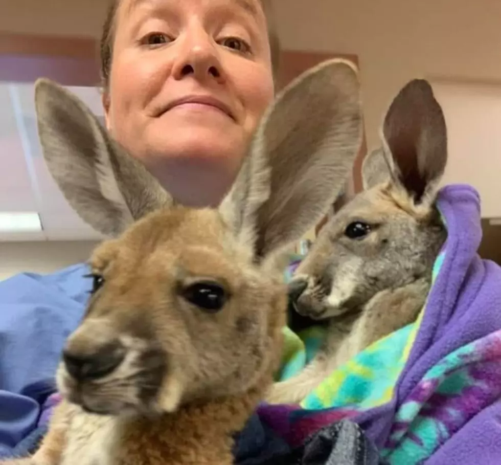 Hold & Feed a Kangaroo at New 'Down Under' Petting Zoo in NY