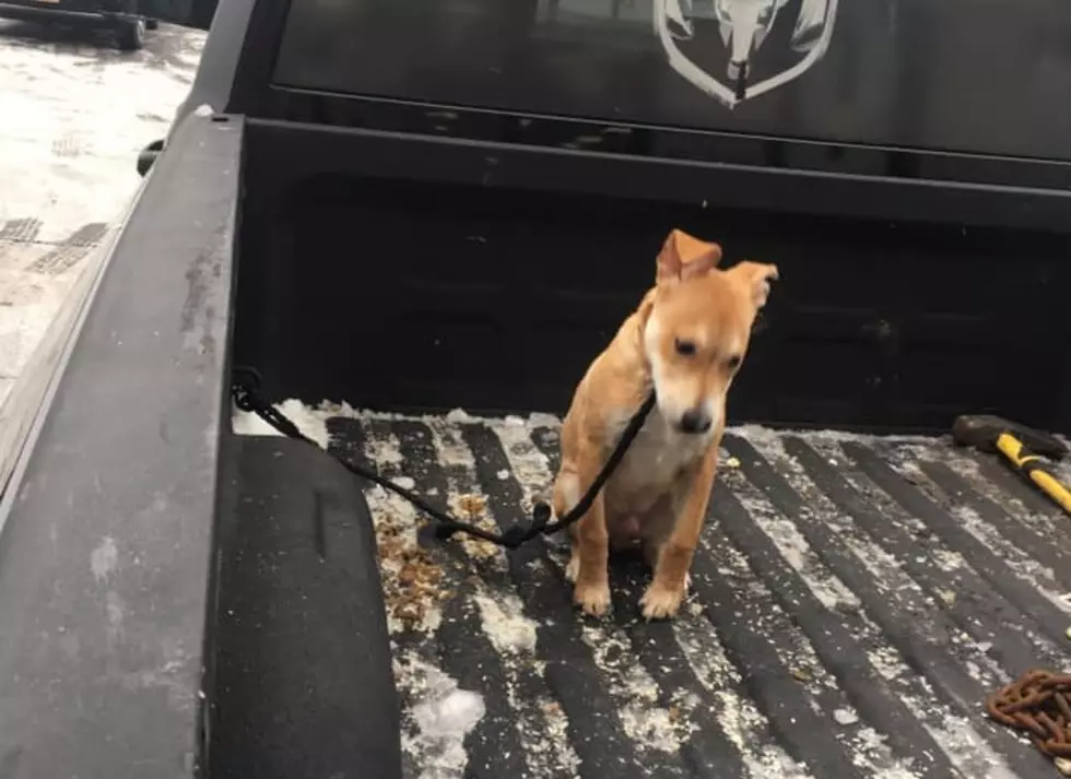 Puppy Left in Truck Bed in Rome on Frigid Winter Day Goes Viral