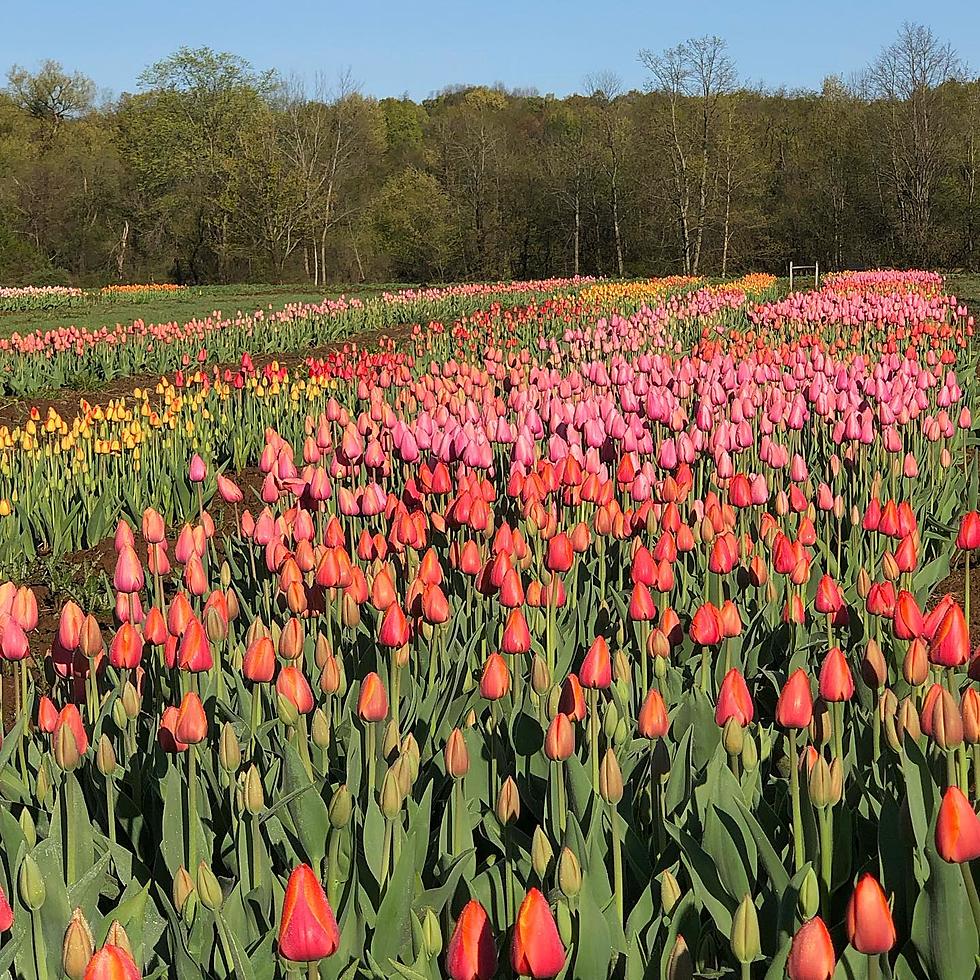 Tiptoe Through 150,000 Tulips and Pick Your Own at North Star Orchards