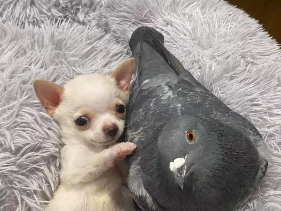 The Cutest Unlikely Friendship Formed at Rochester Shelter