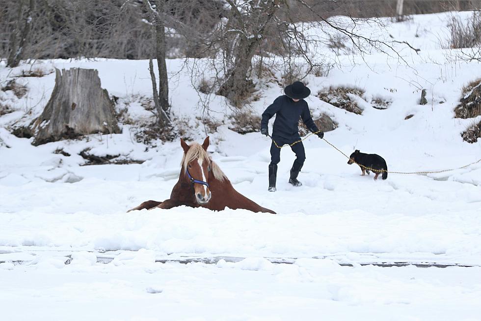 Community Comes Together To Rescue Horse That Fell Through Ice 