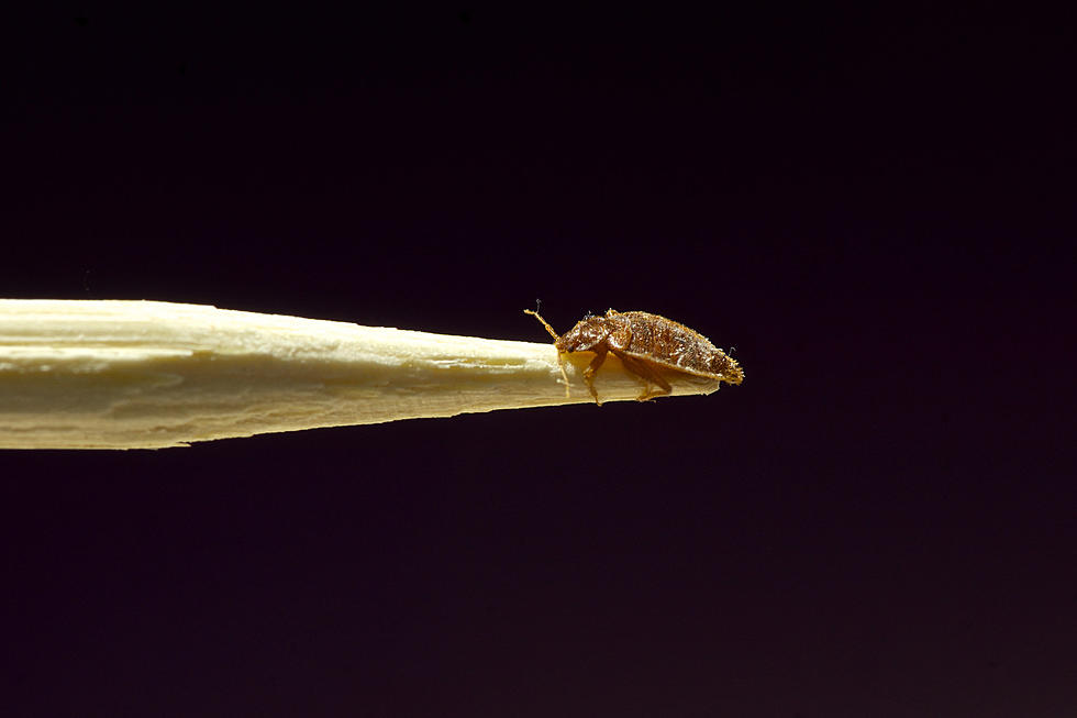 Rome Free Academy Inspected After Student Finds Suspected Bed Bug