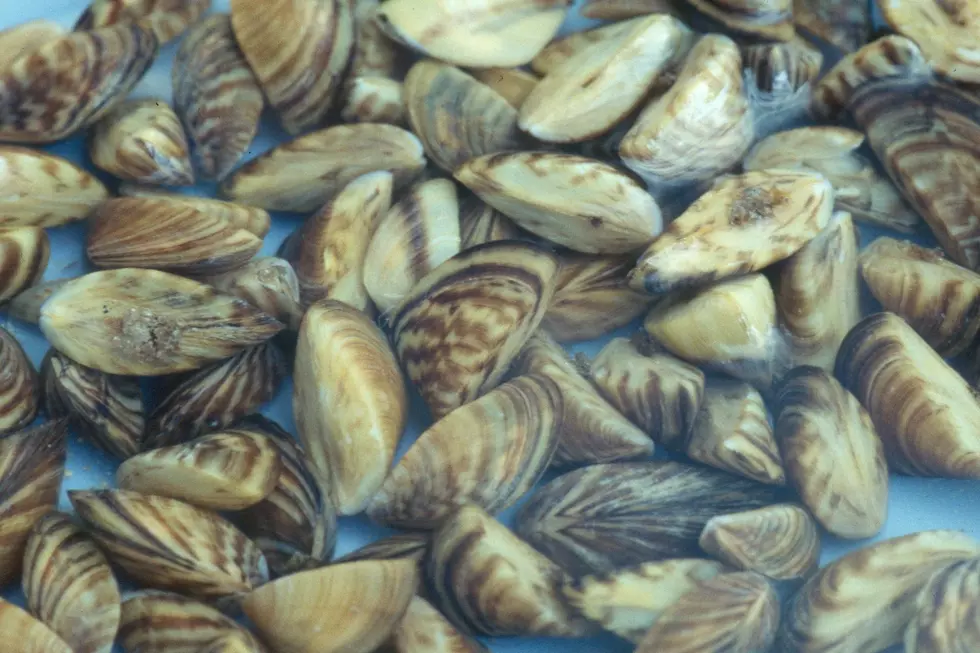 Zebra Mussels Found in Delta Lake Will Effect Rome Hatchery