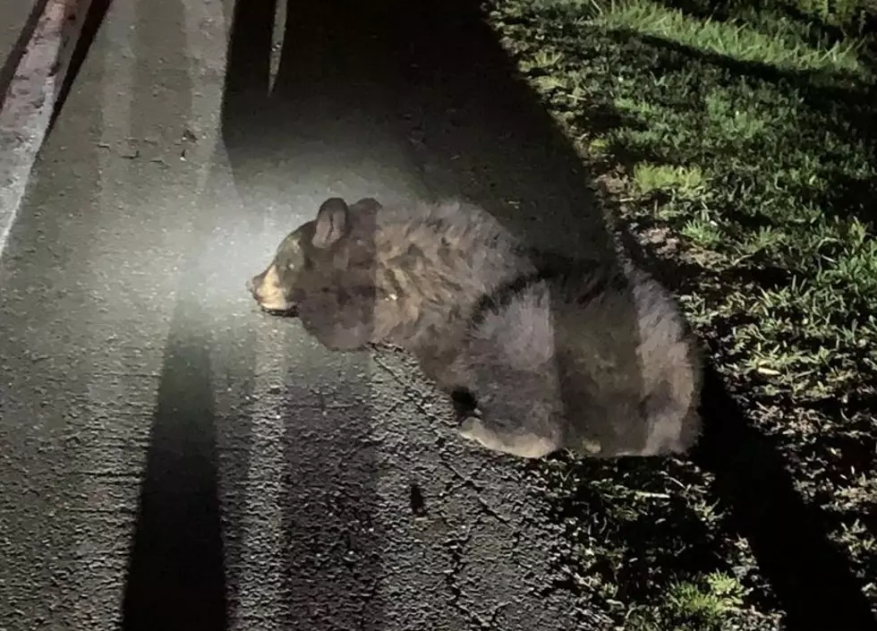 Black Bear Hit By Vehicle in Pleasant Valley Gets Help From Local Heroes