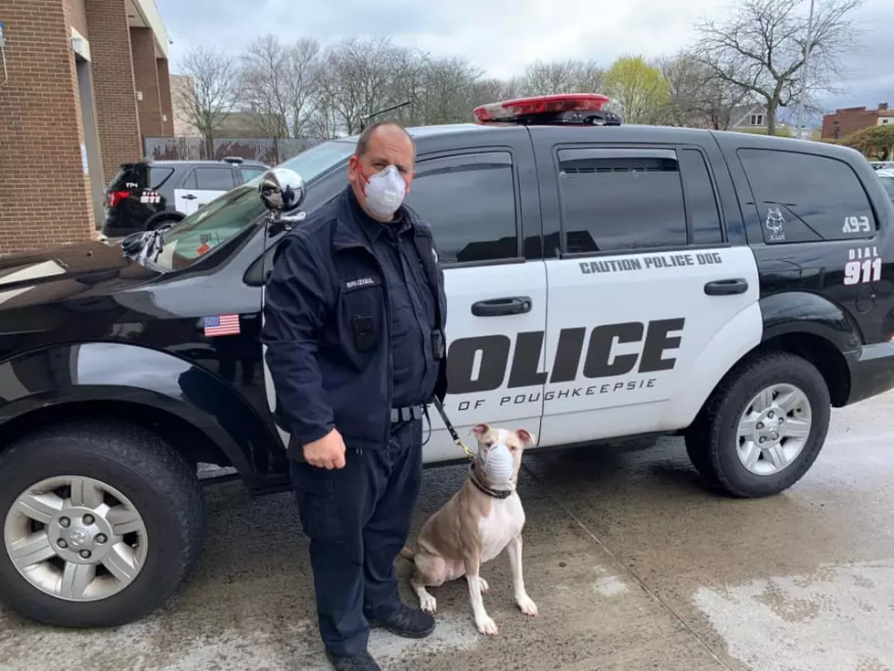 NY's First Pit Bull K9 Reminds You to Stay Safe, Wear a Mask